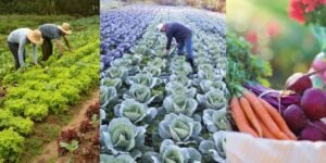 3 Passos para o Cultivo de Orgânicos que são Ideais!