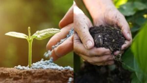 Como Fazer Fertilizante Caseiro para suas Plantas